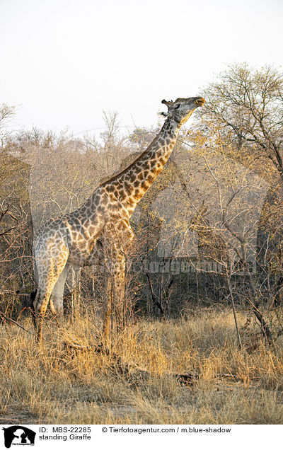 standing Giraffe / MBS-22285