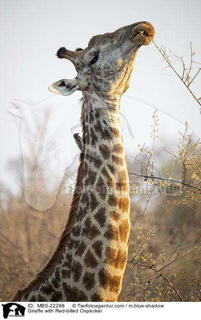 Giraffe with Red-billed Oxpecker / MBS-22288