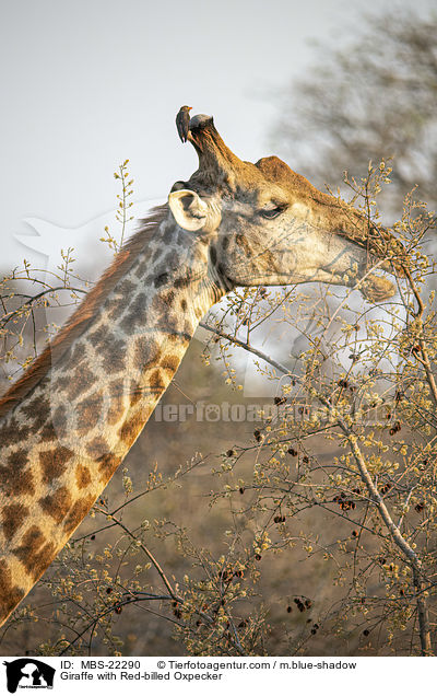 Giraffe with Red-billed Oxpecker / MBS-22290
