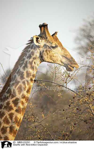 Giraffe with Red-billed Oxpecker / MBS-22291