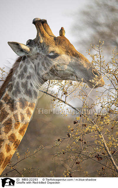 Giraffe with Red-billed Oxpecker / MBS-22293