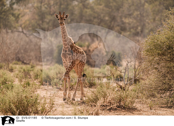 Giraffe / Giraffe / SVS-01185