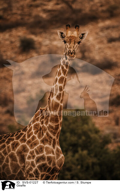 Giraffe / Giraffe / SVS-01227