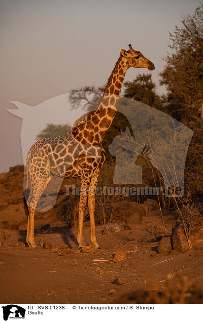 Giraffe / Giraffe / SVS-01238