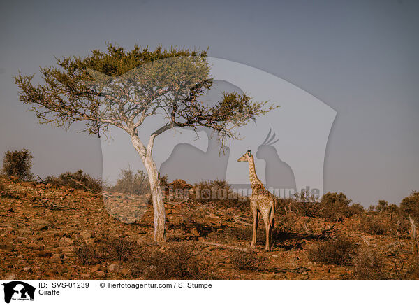 Giraffe / Giraffe / SVS-01239