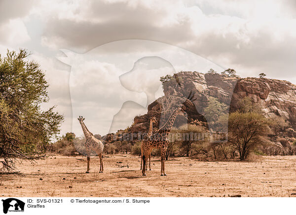 Giraffen / Giraffes / SVS-01321