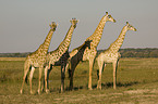giraffes