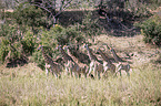 walking Giraffes