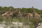 Giraffes