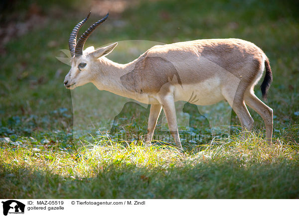 Kropfgazelle / goitered gazelle / MAZ-05519