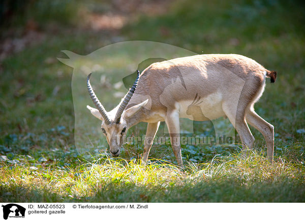 Kropfgazelle / goitered gazelle / MAZ-05523