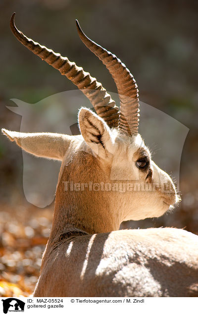 Kropfgazelle / goitered gazelle / MAZ-05524