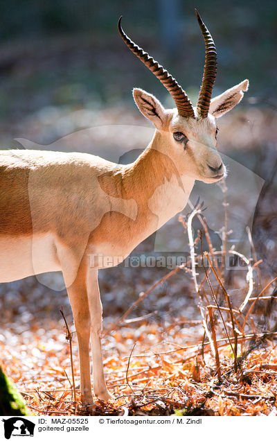 Kropfgazelle / goitered gazelle / MAZ-05525