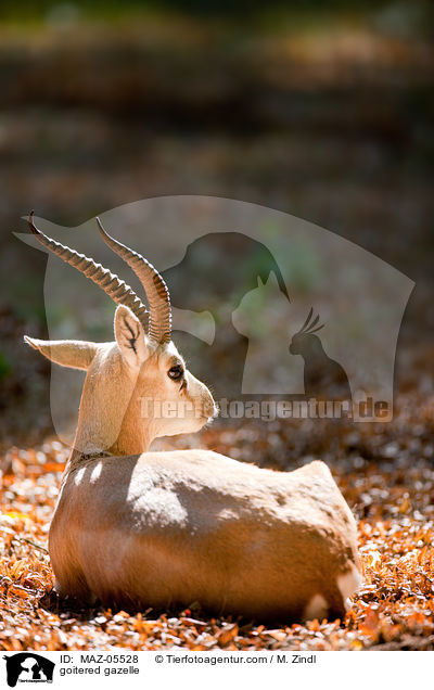 Kropfgazelle / goitered gazelle / MAZ-05528
