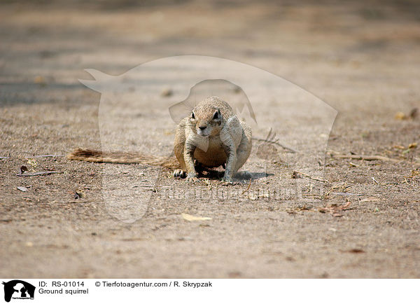 Erdhrnchen / Ground squirrel / RS-01014