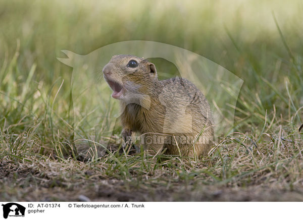 Ziesel / gopher / AT-01374