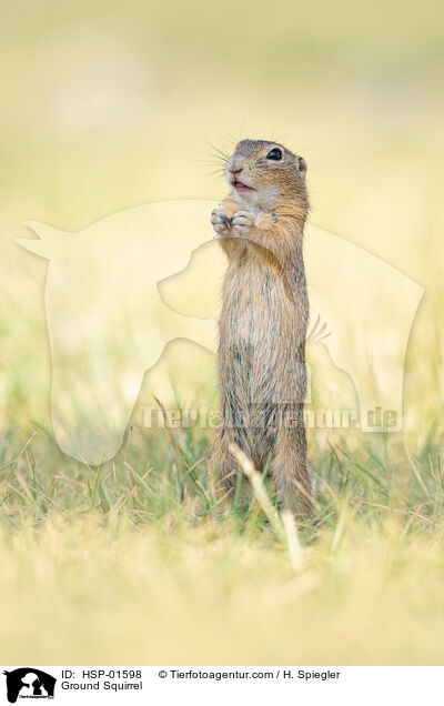 Ground Squirrel / HSP-01598
