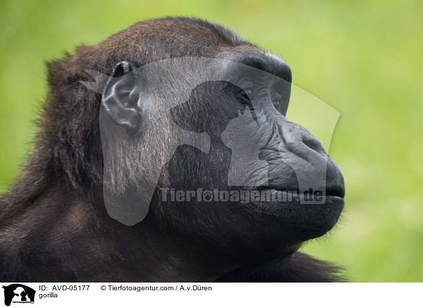 gorilla / AVD-05177