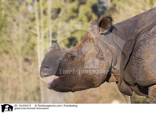 Panzernashorn / great one-horned rhinoceros / HJ-03413