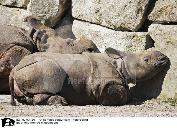 Panzernashrner / great one-horned rhinoceroses / HJ-03426
