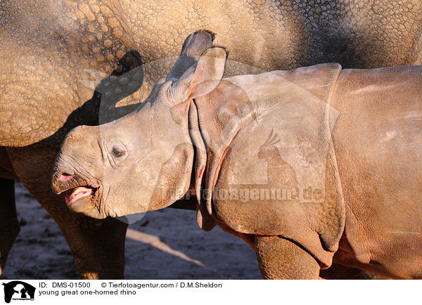 Panzernashornjunges / young great one-horned rhino / DMS-01500