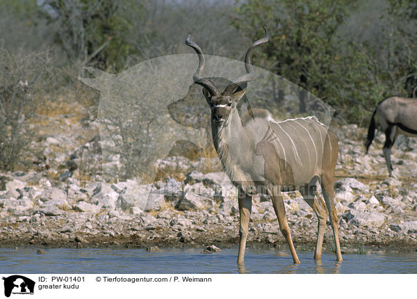 Groer Kudu / greater kudu / PW-01401
