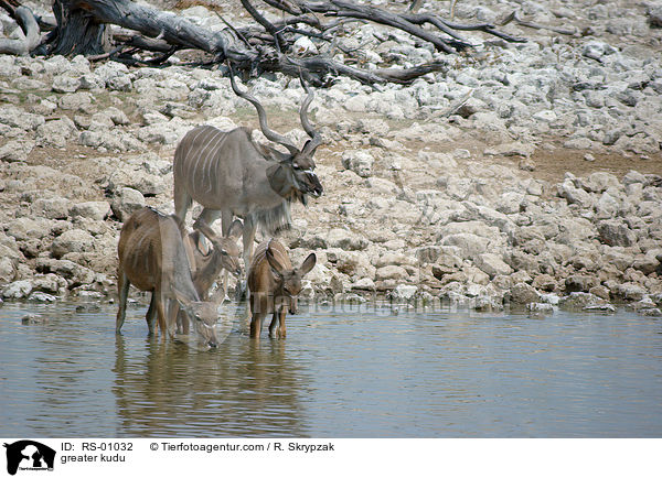 greater kudu / RS-01032