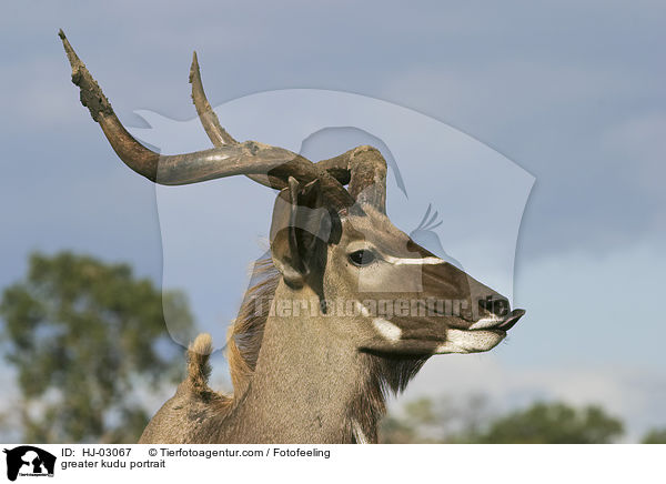 greater kudu portrait / HJ-03067