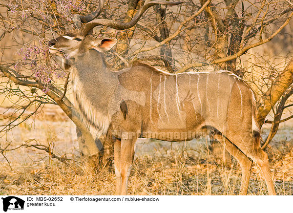 greater kudu / MBS-02652