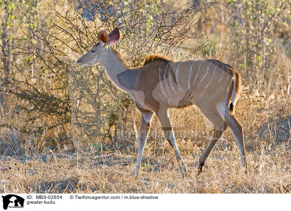 greater kudu / MBS-02654