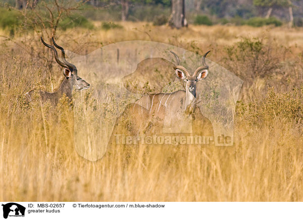greater kudus / MBS-02657