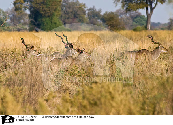 greater kudus / MBS-02658