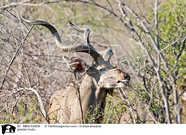 greater kudu / MBS-02659