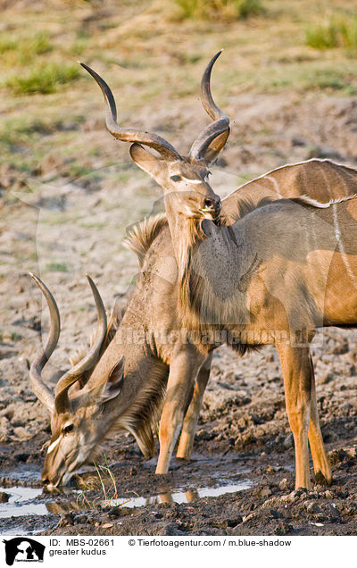 greater kudus / MBS-02661