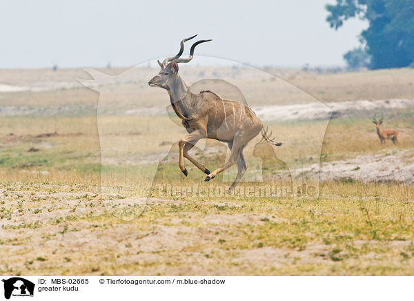 greater kudu / MBS-02665