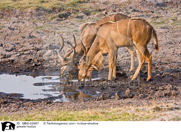 greater kudus / MBS-02667