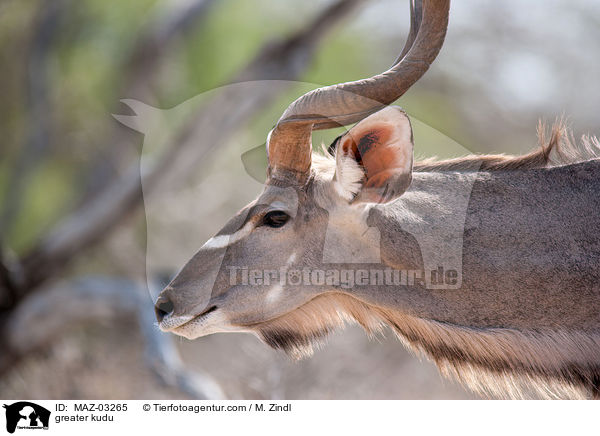 greater kudu / MAZ-03265