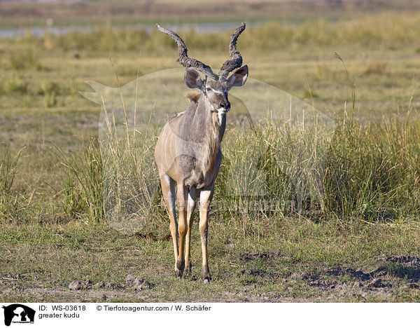 greater kudu / WS-03618
