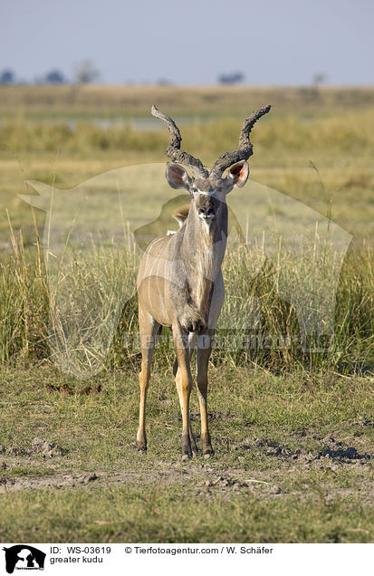 greater kudu / WS-03619