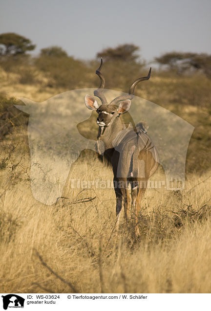 greater kudu / WS-03624
