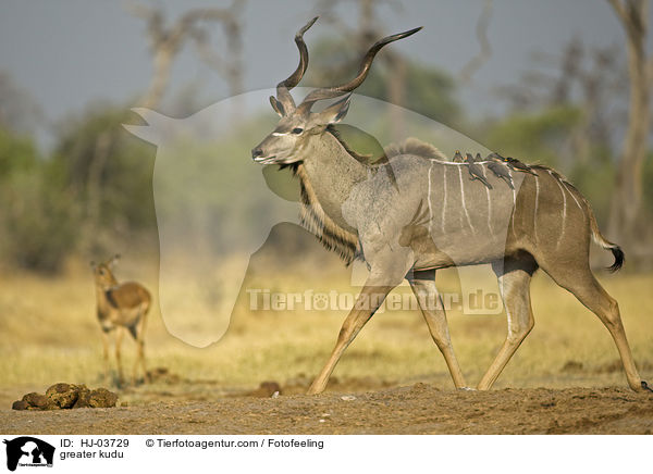 Groer Kudu / greater kudu / HJ-03729