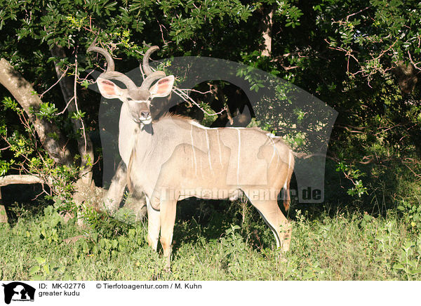 greater kudu / MK-02776