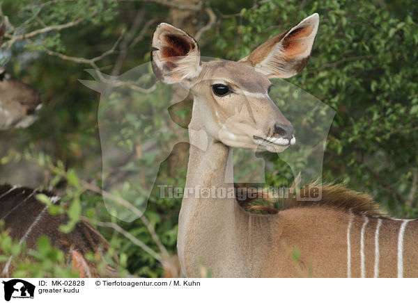 greater kudu / MK-02828