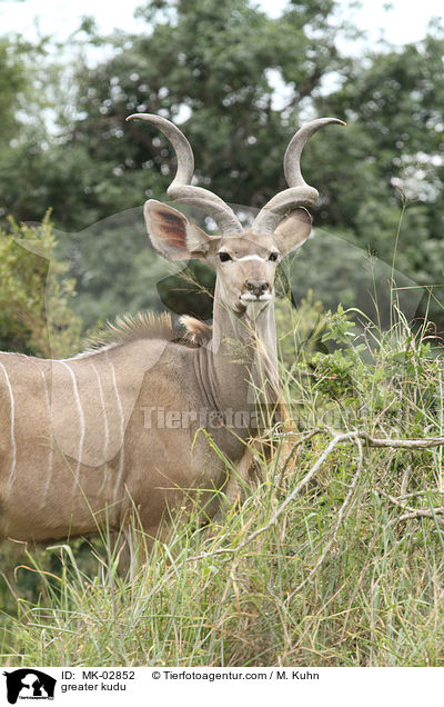 Groer Kudu / greater kudu / MK-02852