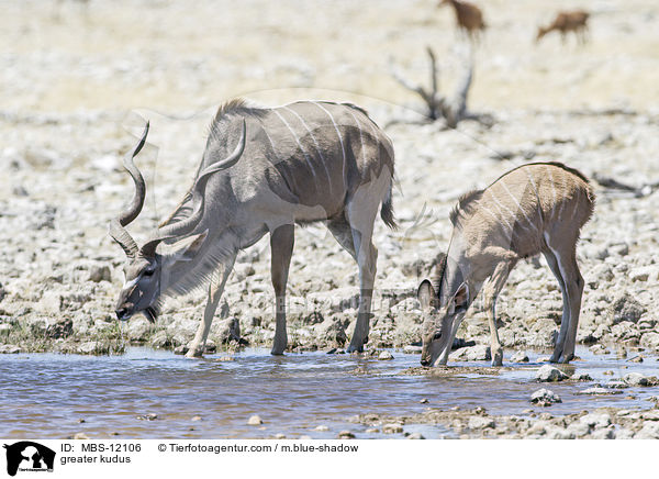 greater kudus / MBS-12106