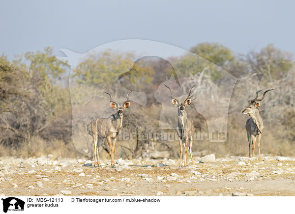 greater kudus / MBS-12113