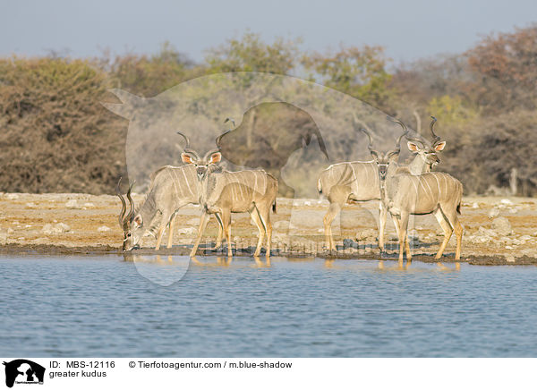 greater kudus / MBS-12116