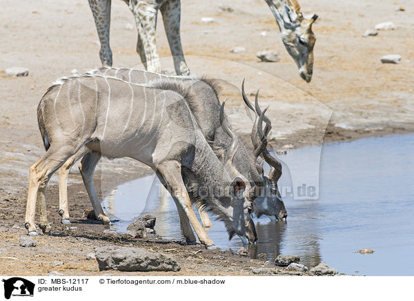greater kudus / MBS-12117