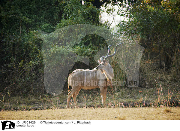 greater kudu / JR-03429