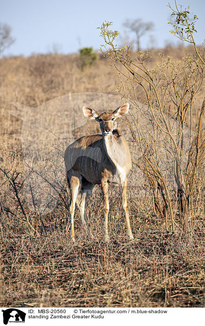 standing Zambezi Greater Kudu / MBS-20560